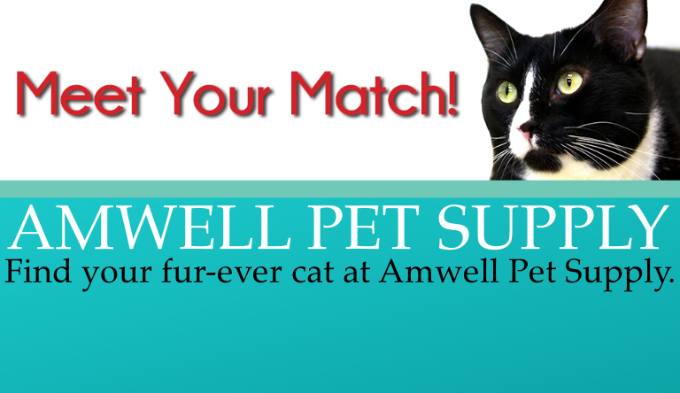 Find your next cat at Amwell Pet Supply!
