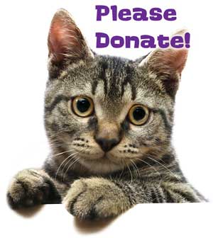 Please Donate to CAPIC Cats