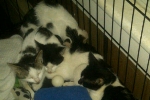 Tabby Litter 1