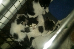 Tabby Litter 2