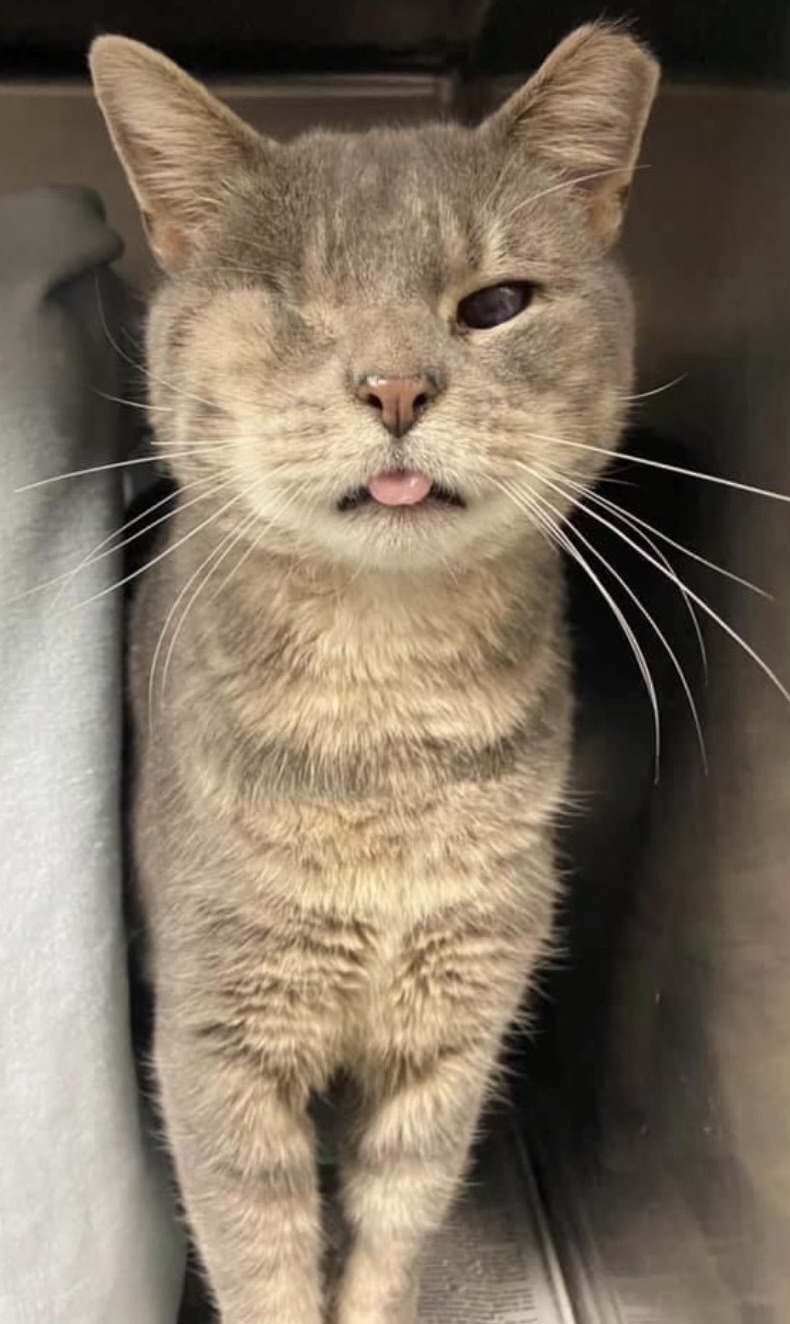 Billy the Store Cat